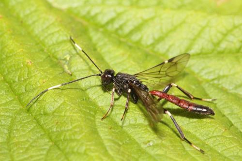 Réf. 335 298 : Xorides sepulchralis